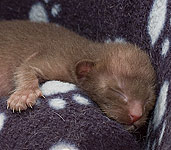 Day 4. Female (ORI b)