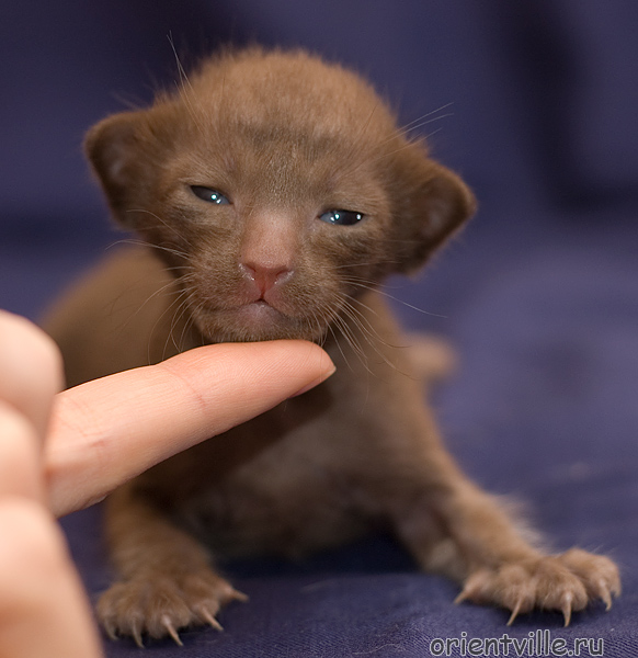 Orientville's Aurora