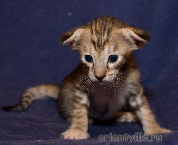 Orientville's Diva Plavalaguna