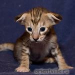 Orientville's Diva Plavalaguna