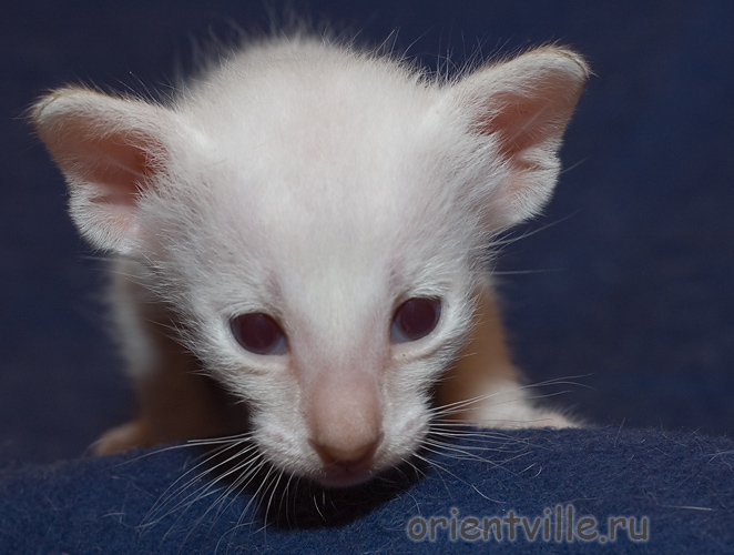 Сиамский котенок