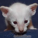 Сиамский котенок