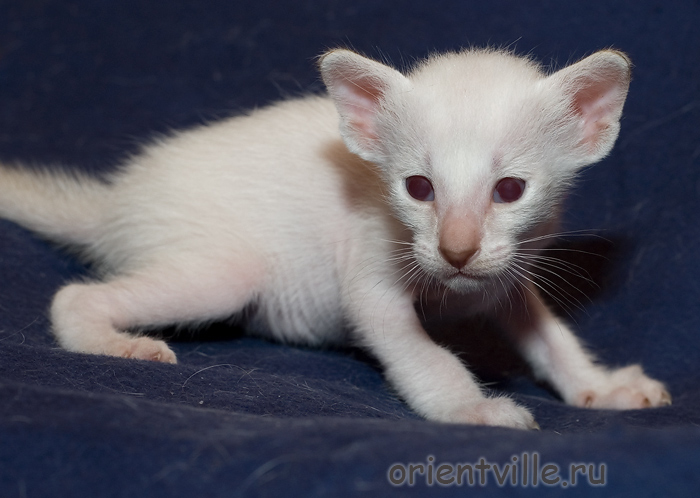 Orientville's Cap. Barbossa