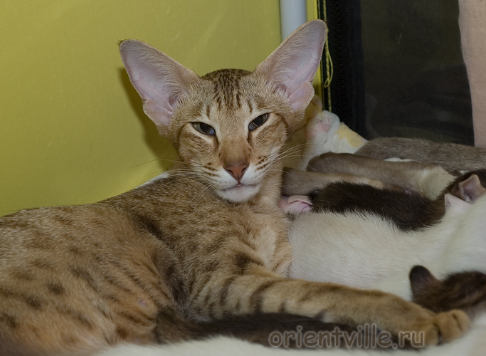 Zima с внуками