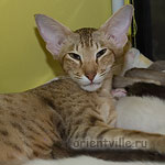 Zima с внуками