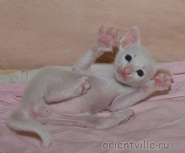 Белый ориентальный котенок