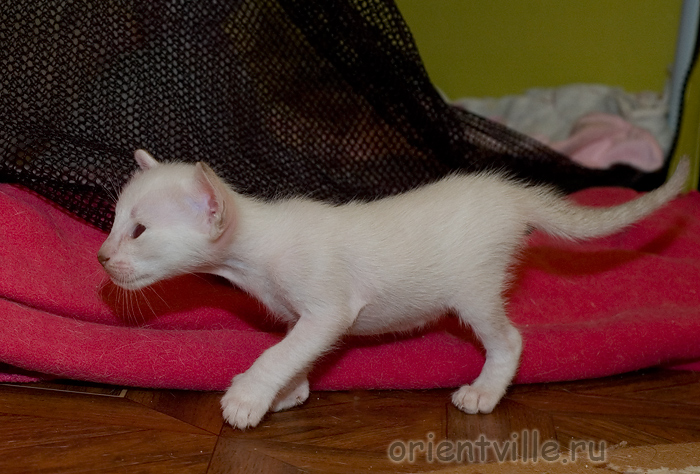 Сиамские и ориентальные котята. Первая прогулка