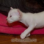 Сиамские и ориентальные котята. Первая прогулка