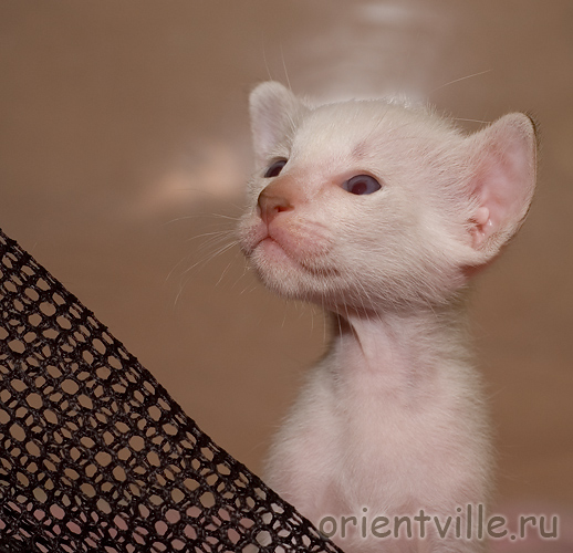 Сиамский котенок. Любопытство