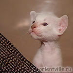 Сиамский котенок. Любопытство