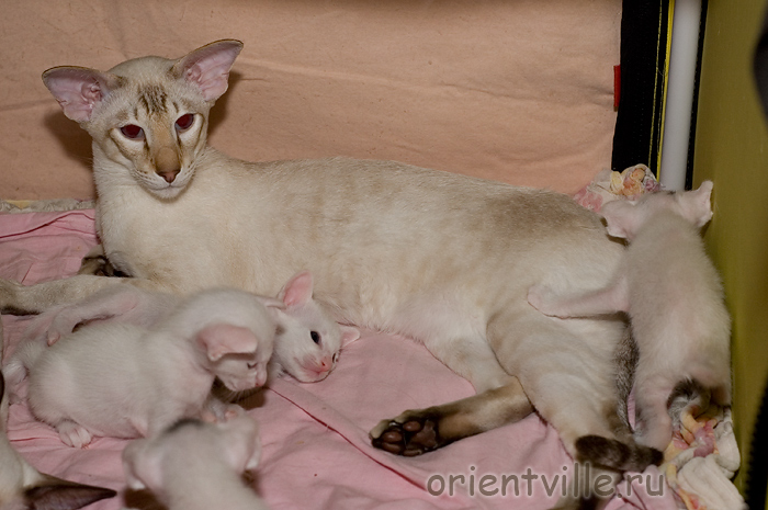 Сиамские и ориентальные котята. С папой