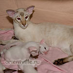 Сиамские и ориентальные котята. С папой