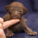 Ориентальная кошка