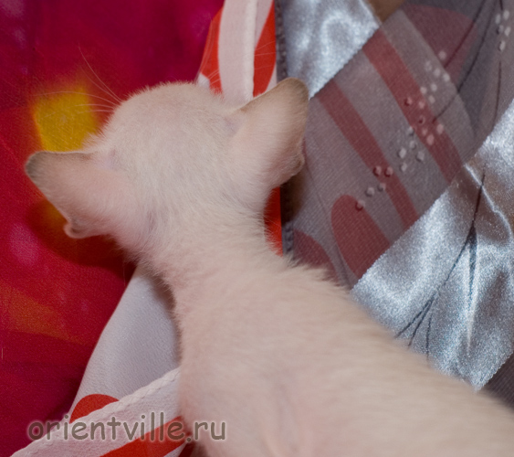 Сиамский котенок. Любопытный затылок