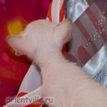 Сиамский котенок. Любопытный затылок