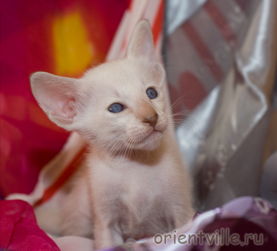 Сиамский котенок