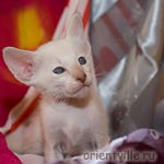 Orientville's Cap. Sao Feng