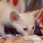 Сиамский котенок