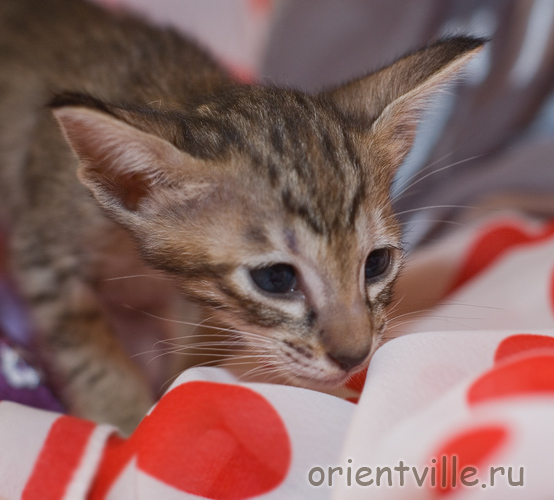 Ориентальная пятнистая черепаховая кошка