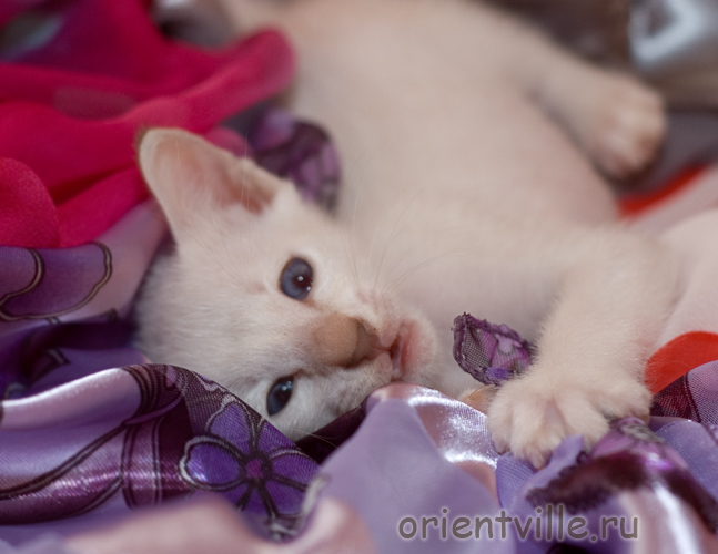 Сиамский котенок