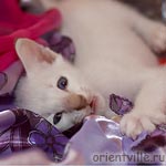 Сиамский котенок