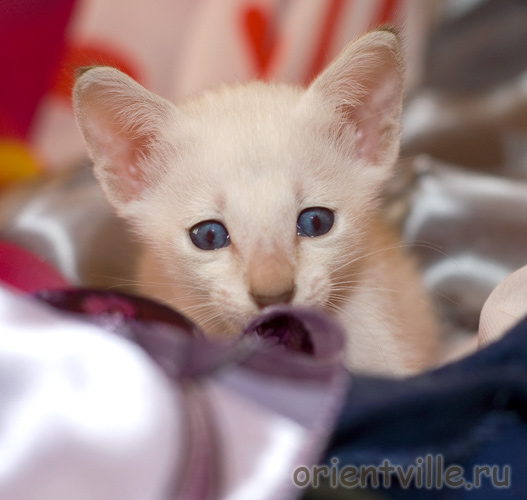 Сиамский котенок