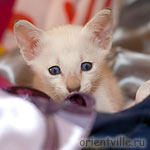 Orientville's Cap. Jack Sparrow