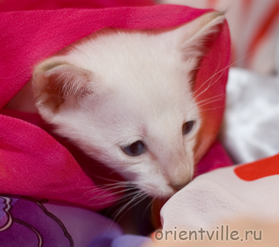 Любопытный сиамский котенок