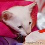 Любопытный сиамский котенок