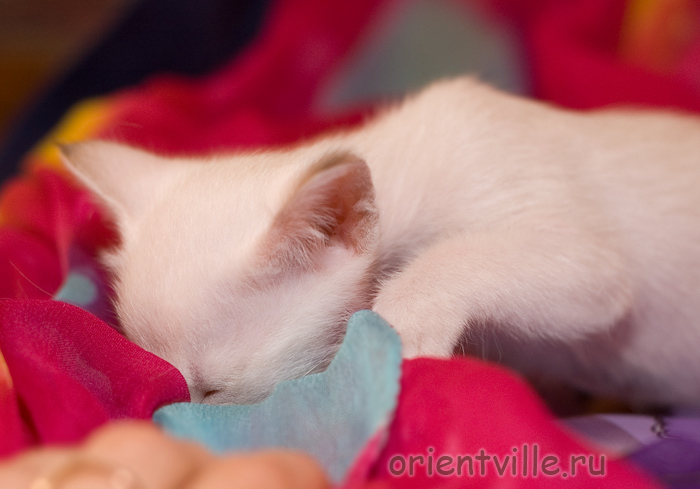 Любопытный сиамский котенок