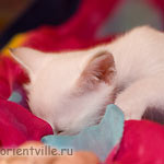 Любопытный сиамский котенок