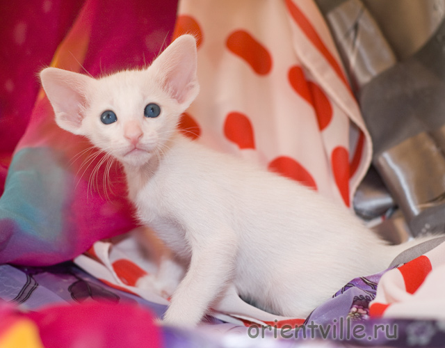 Ориентальный белый котенок