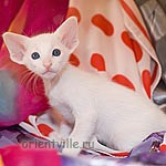 Ориентальный белый котенок