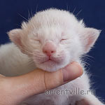 Сиамский котенок