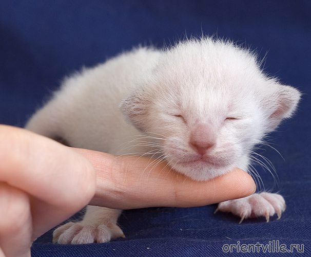 Orientville's Accoona_Matata