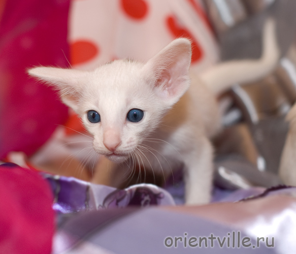 Ориентальный белый котенок