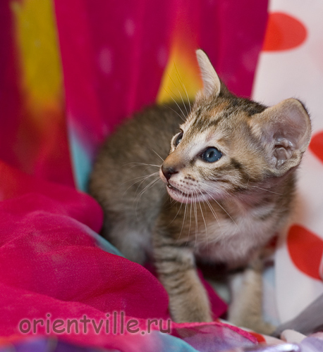 Ориентальная девочка. Черепаховая