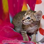Ориентальный котенок