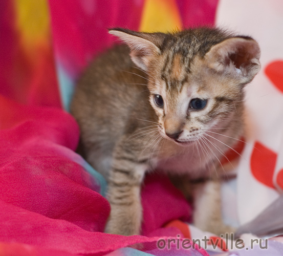 Ориентальная девочка. Черепаховая