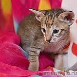 Ориентальная девочка. Черепаховая