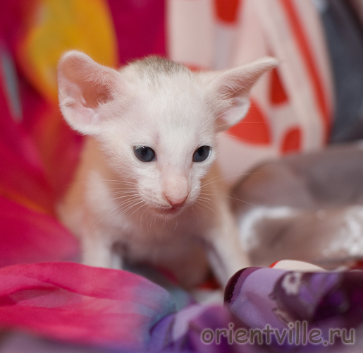 Orientville's Dana Scully