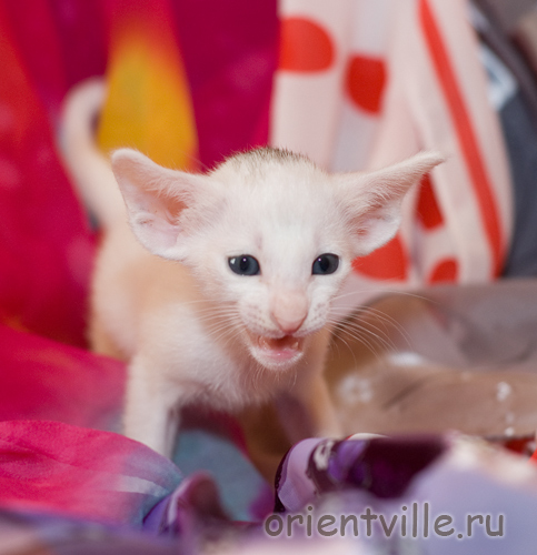 Ориентальный белый котенок