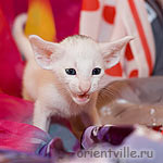 Ориентальный белый котенок