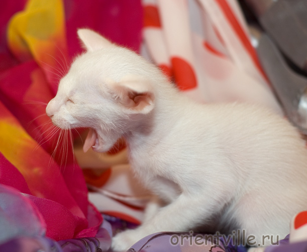 Чтож ты в такую рань с фотиком?!