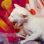 Чтож ты в такую рань с фотиком?!