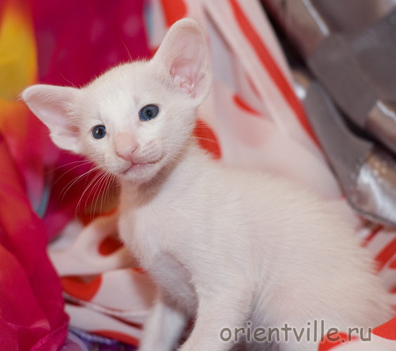 Ориентальный белый котенок