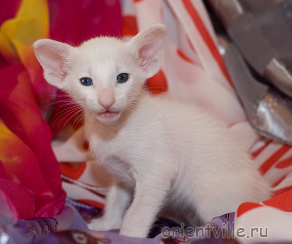 Ориентальный белый котенок