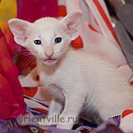 Ориентальный белый котенок