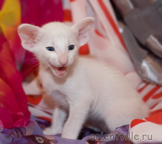 Ориентальный белый котенок