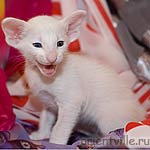 Ориентальный белый котенок